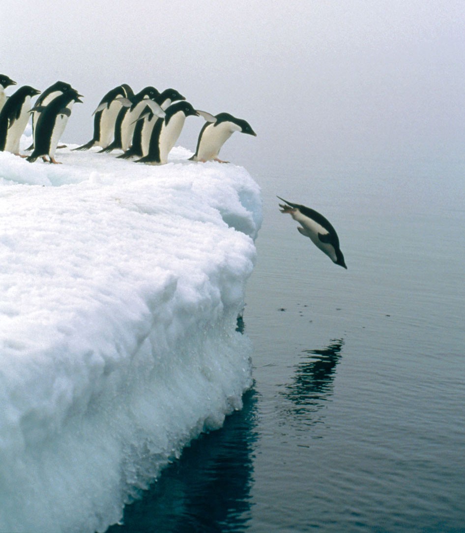 Born leaders | Nature Born leaders | Nature