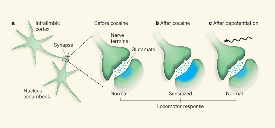 Cocaine's effects: Highs and harms