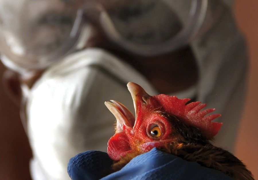 Flu meeting opts for openness | Nature