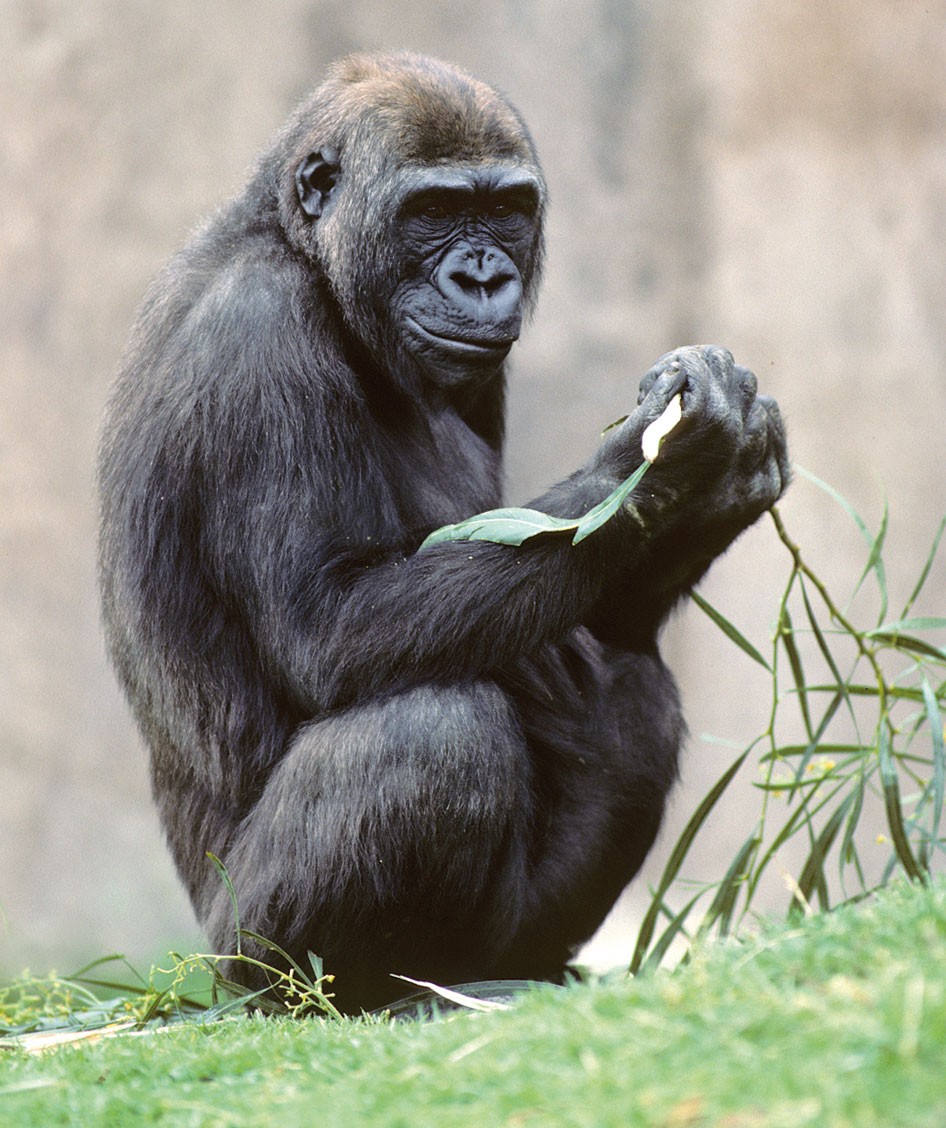 Gorilla gorilla gorilla | Nature