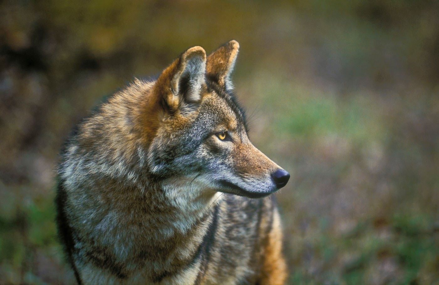 Rise of the coyote: The new top dog Nature