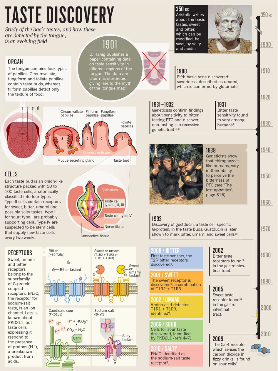 Gustatory system: The finer points of taste | Nature
