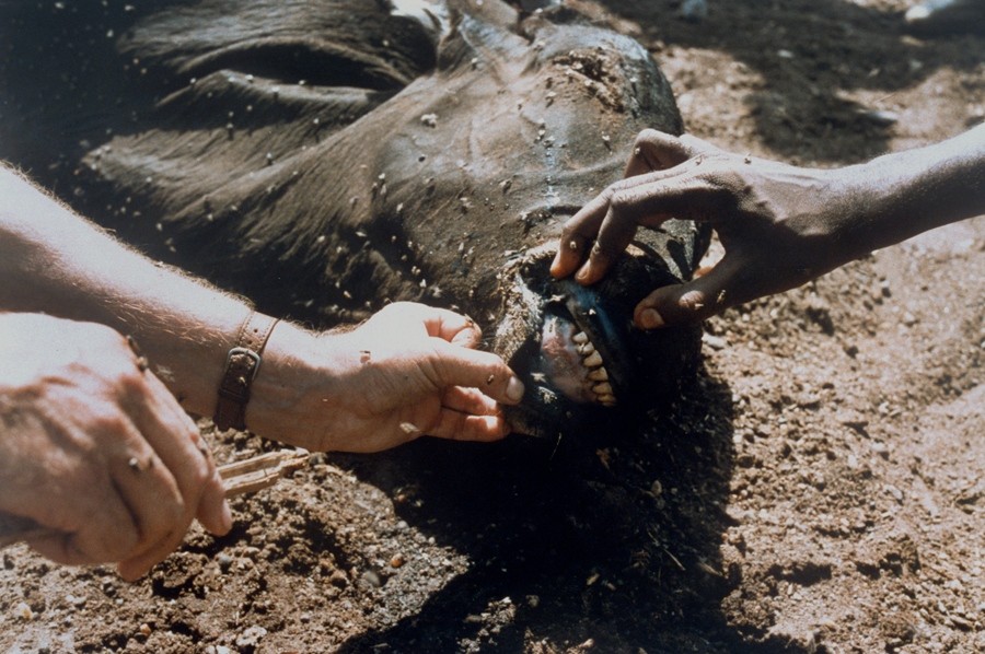 Officials act to secure cattle-plague virus | Nature