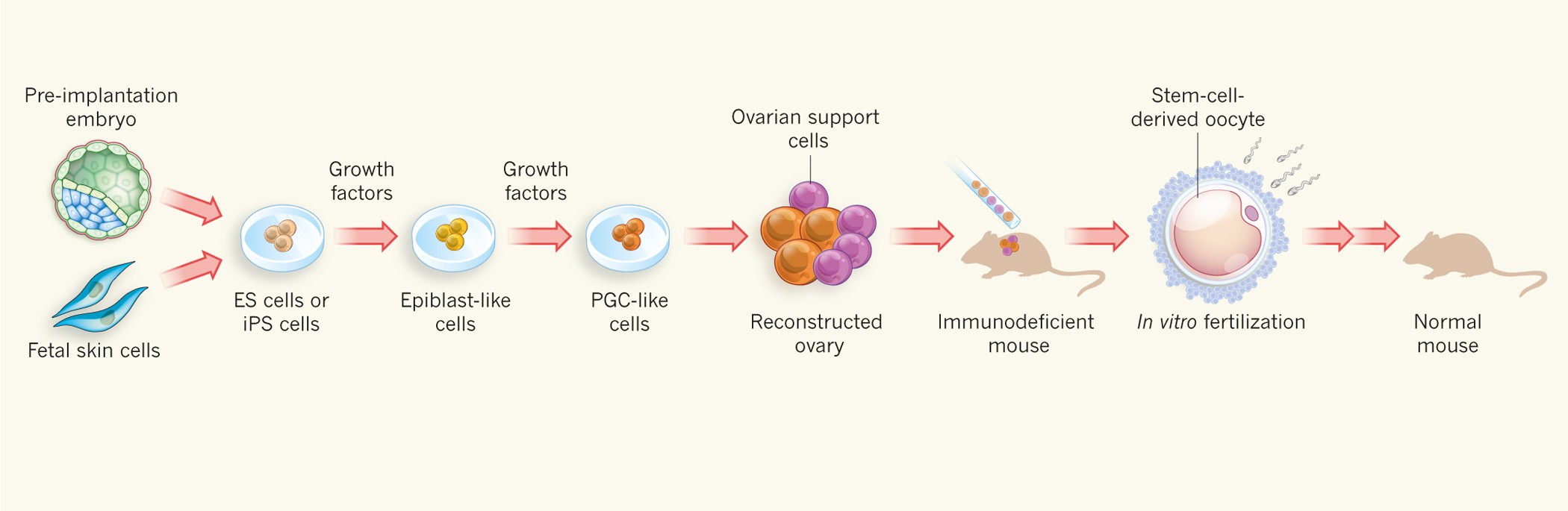 Stem cells bear eggs | Nature