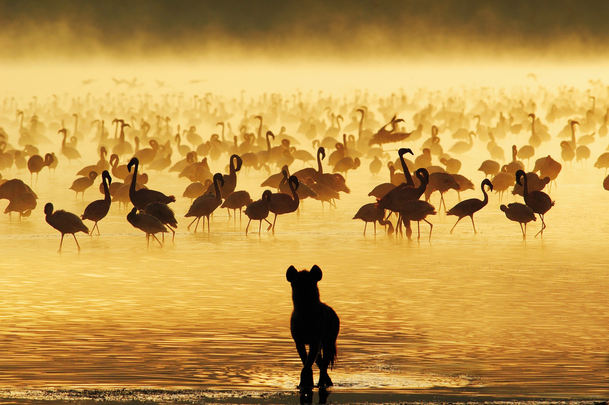 Time to model all life on Earth | Nature