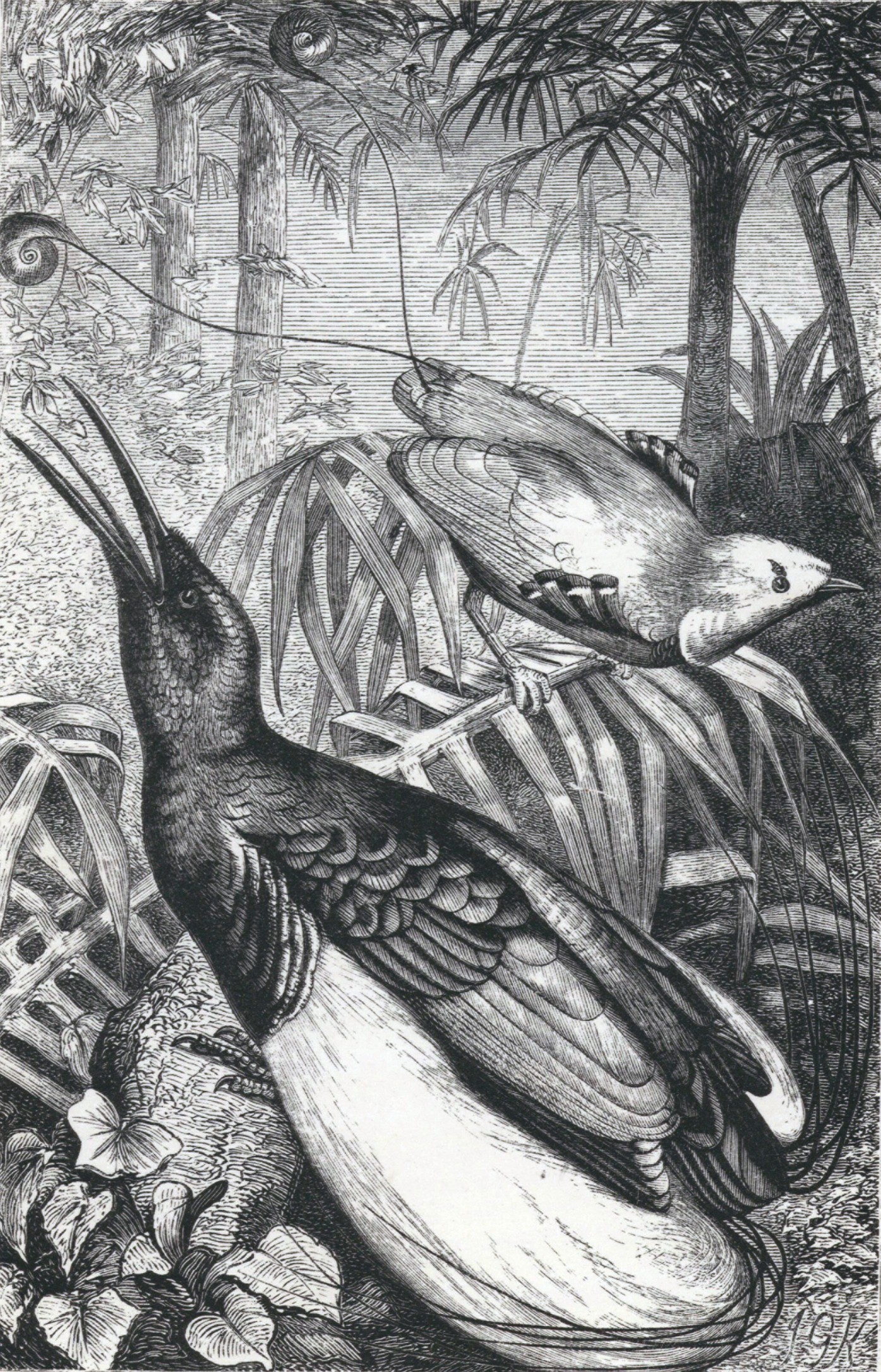 In retrospect The Malay Archipelago