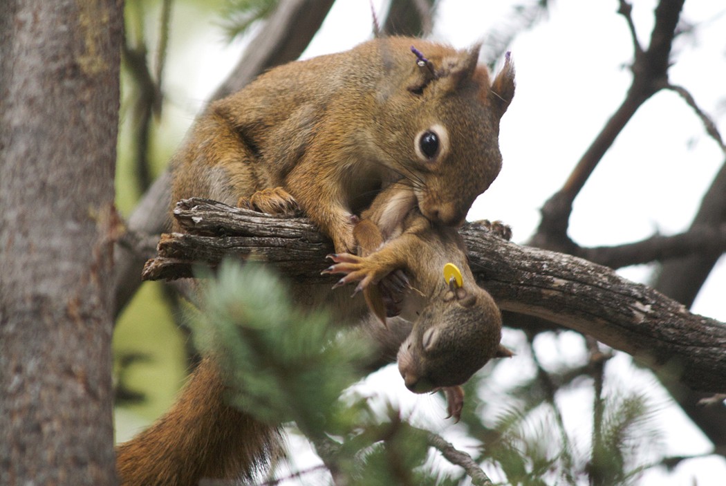 Babies Of Stressed Squirrels Grow Faster Nature