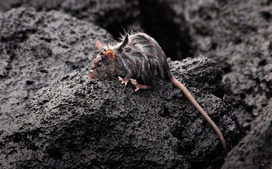 Invasive species: The 18-km2 rat trap | Nature