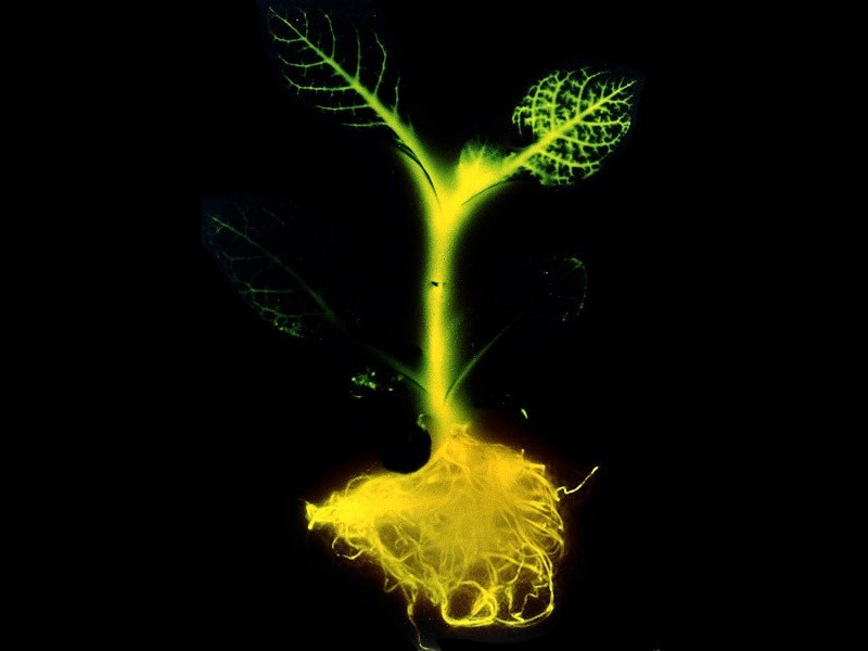 Glowing plants spark debate