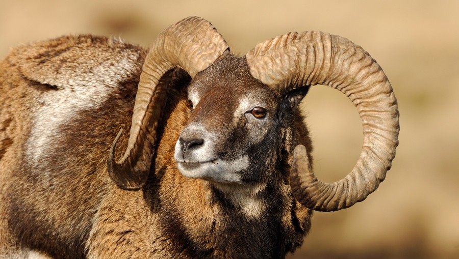 Big horns clash with longevity in sheep | Nature