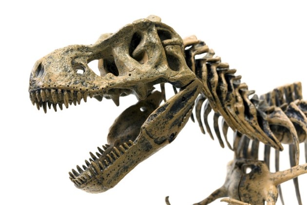 Paleontologists Uncover New Dinosaur With Tiny Arms Like T. Rex