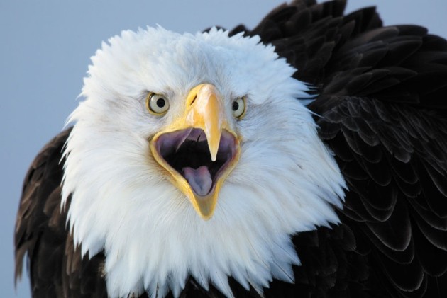 Conservation: The Endangered Species Act at 40 | Nature