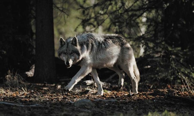 Rethinking Predators Legend Of The Wolf Nature
