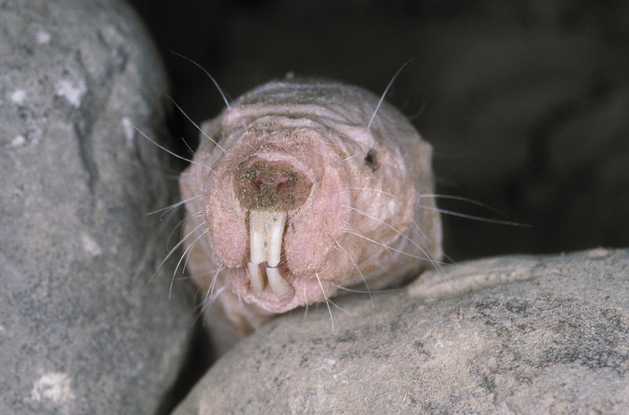 Mole rat defies natural selection