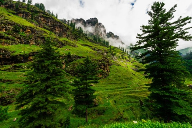 Myre Politik Understrege Himalayan plants seek cooler climes | Nature