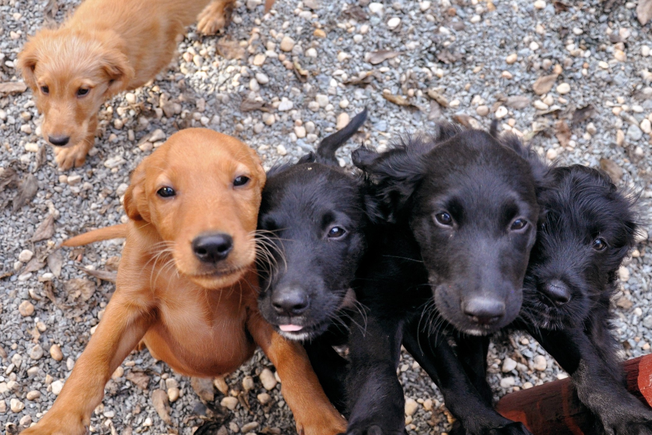 Animal models: Dogged pursuit | Nature Animal models: Dogged pursuit | Nature