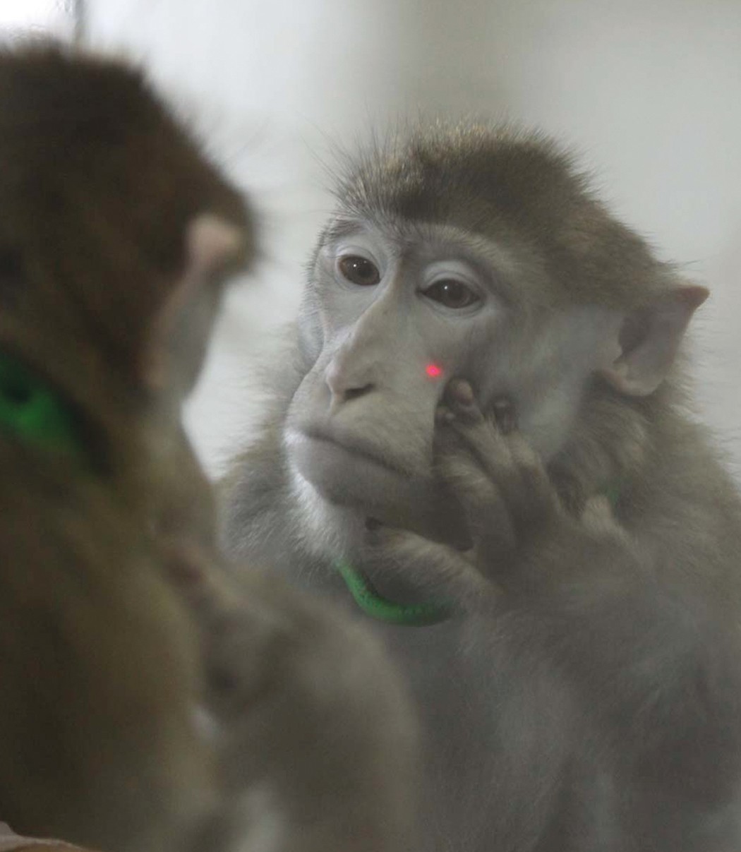 Monkey in the mirror | Nature Monkey in the mirror | Nature