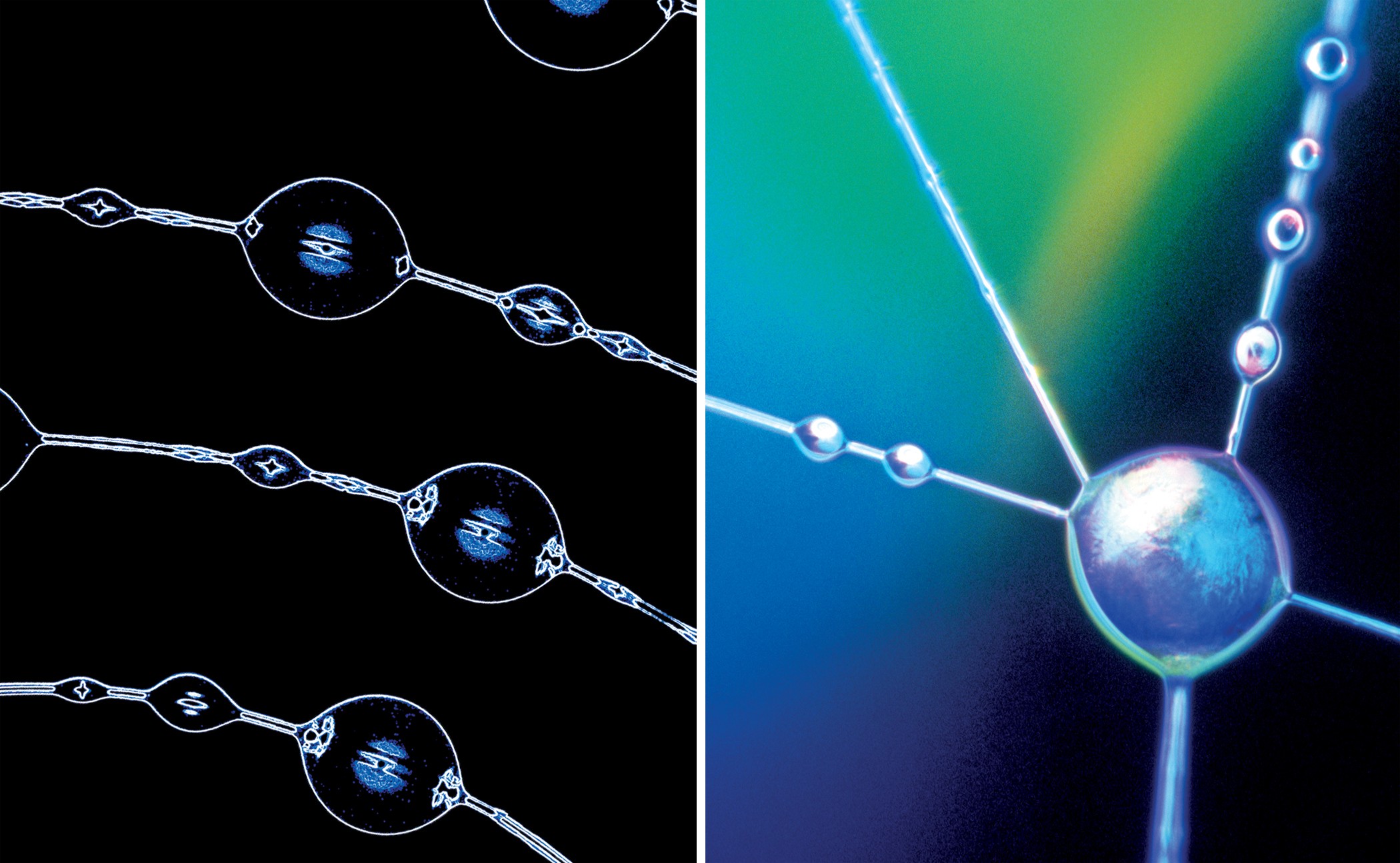 GW Researcher Explains How Seven Spiders Spin Webs of Entrapment