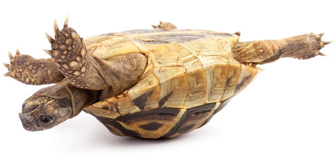 Big tortoise shell makes flipping hell