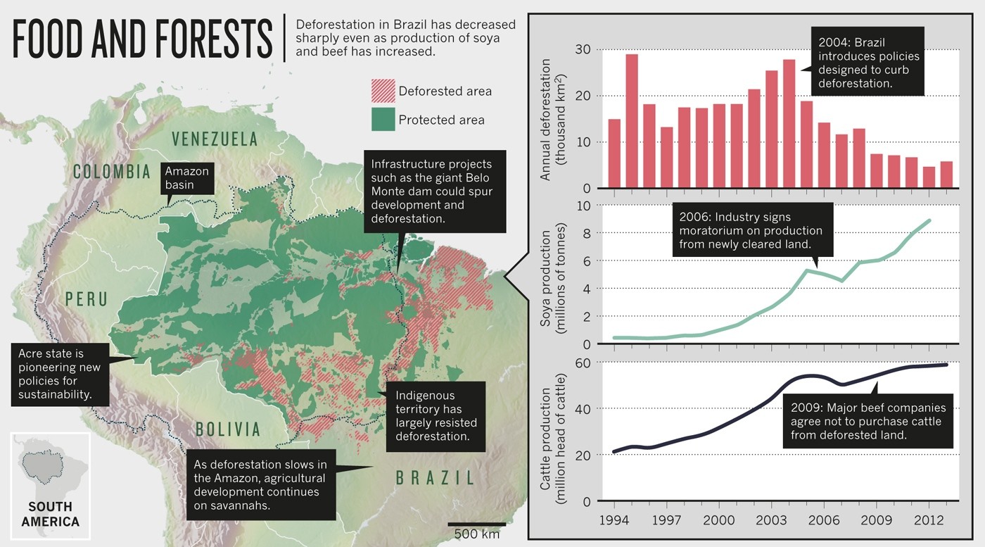 Stopping deforestation: Battle for the Amazon | Nature