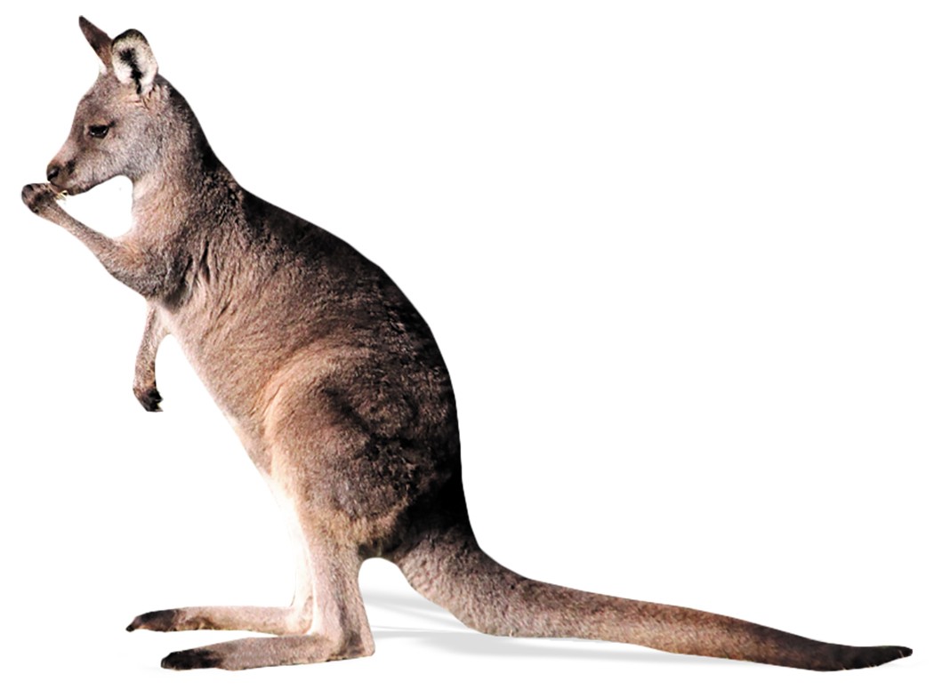 Kangaroos are lefties | Nature Kangaroos are lefties | Nature