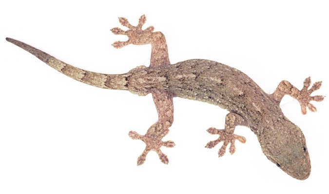 Genome shows gecko evolution | Nature