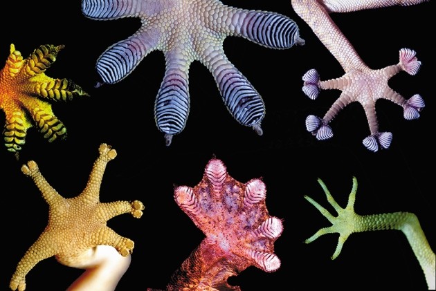 Interdisciplinarity: Bring biologists into biomimetics | Nature Interdisciplinarity: Bring biologists into biomimetics | Nature