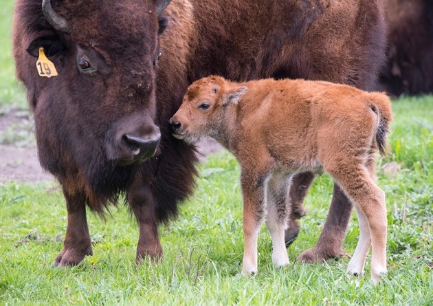 Higgs Bison Or Niels Bohrson Twitter Offers Names For Fermilab S Baby Bison Nature