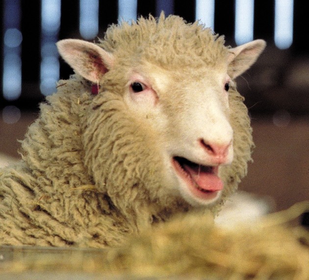 Dolly at 20: The inside story on the world's most famous sheep | Nature