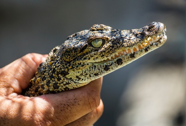 Cuban crocodiles pose conservation conundrum | Nature