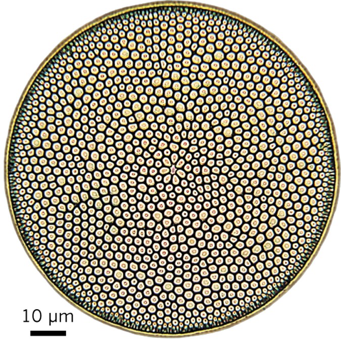 Diatoms sink in fits and starts | Nature