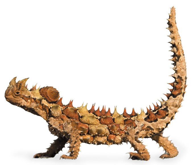 Thorny devil may drink from sand | Nature