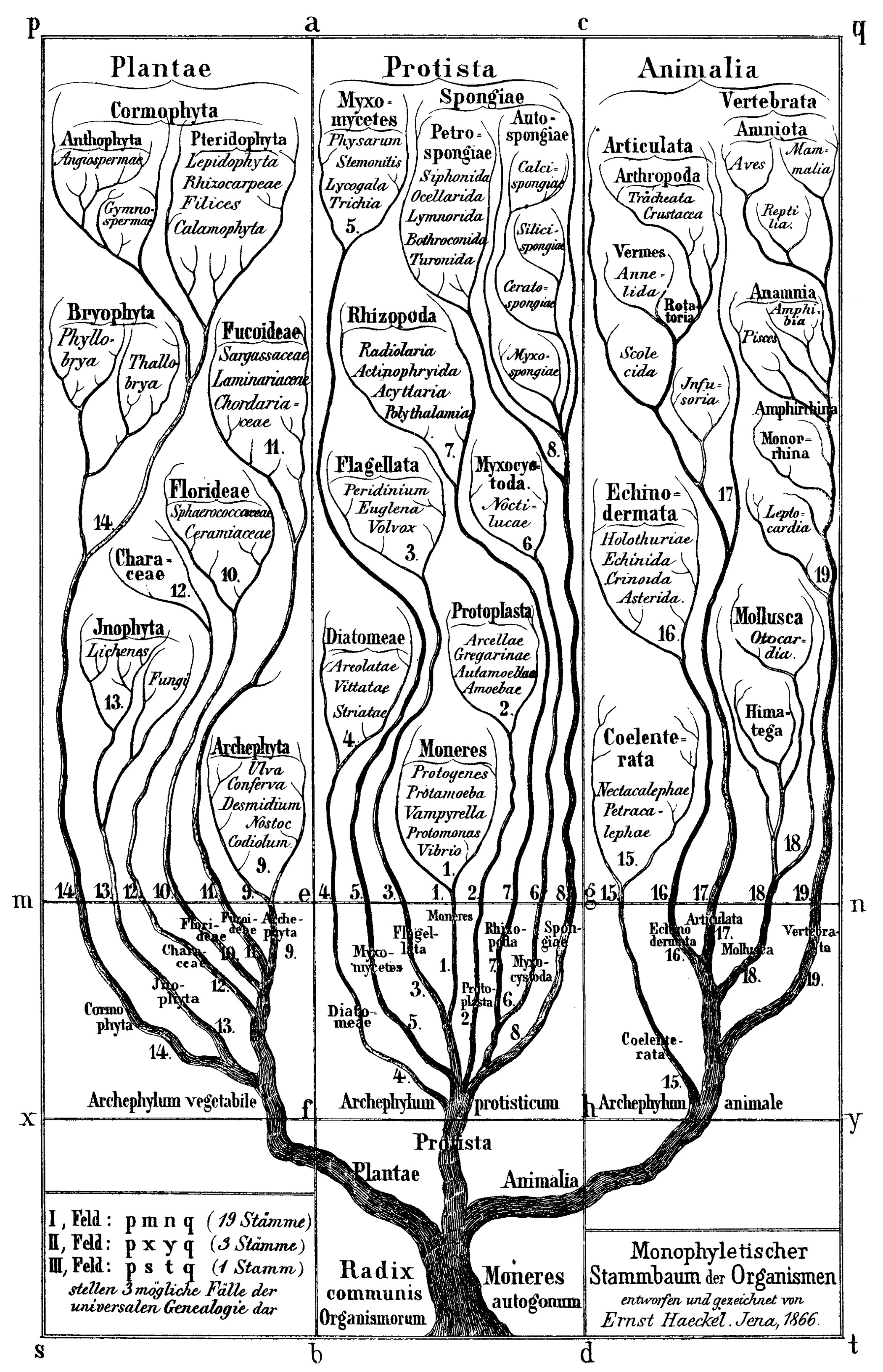 Biology Tree of Life