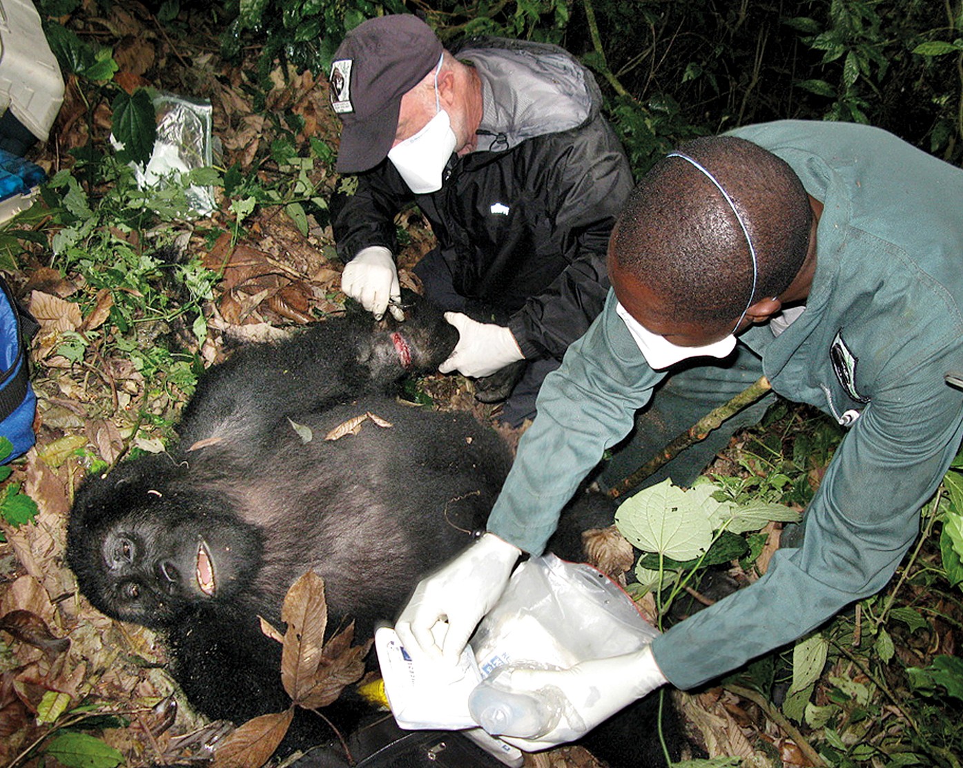 Ebola: The great ape gamble | Nature