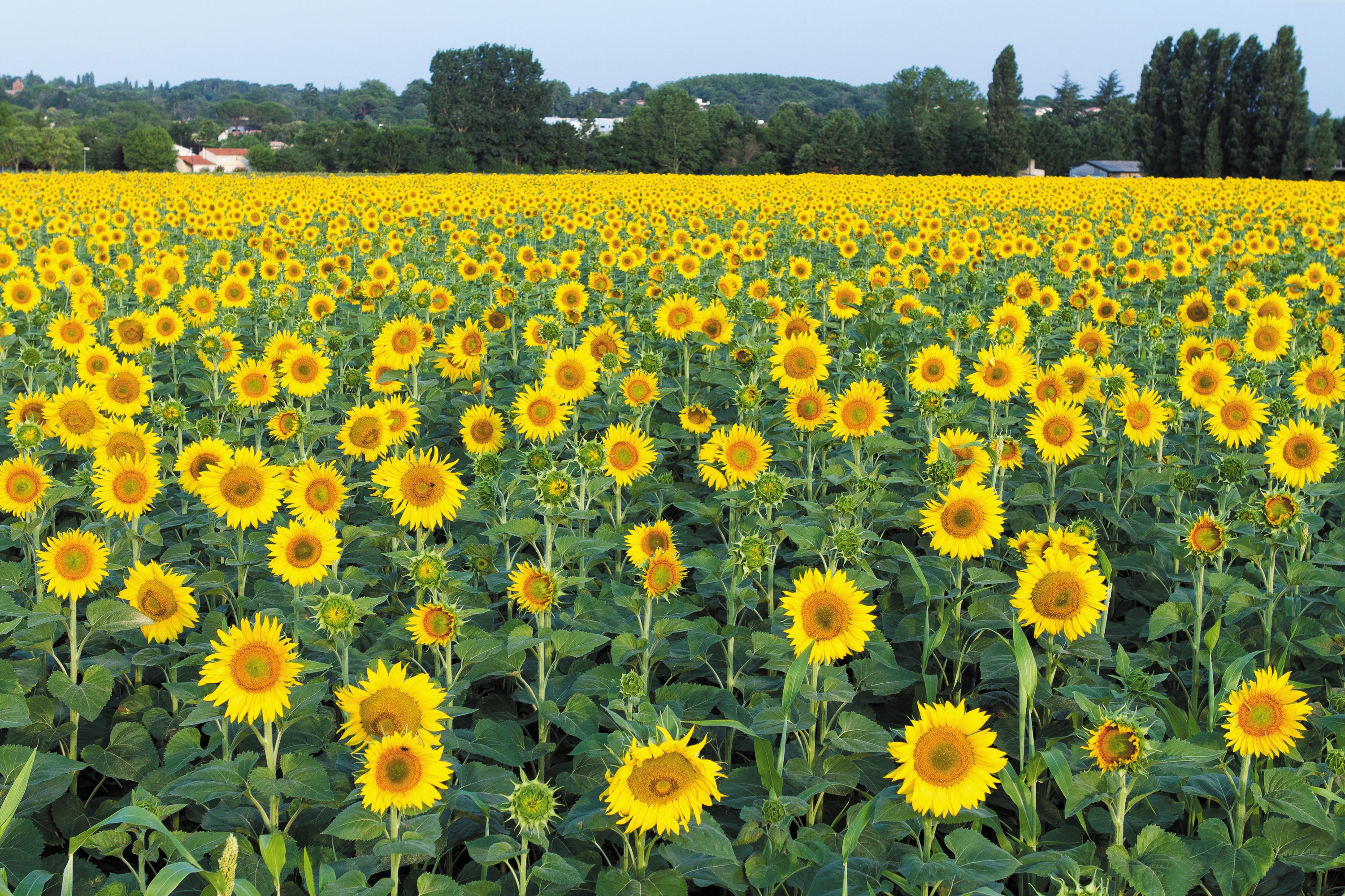 Sunflowers Sequenced Nature