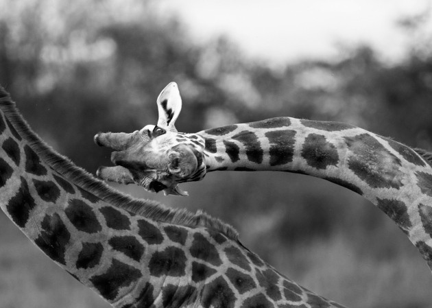 Giraffes could have evolved long necks to keep cool | Nature