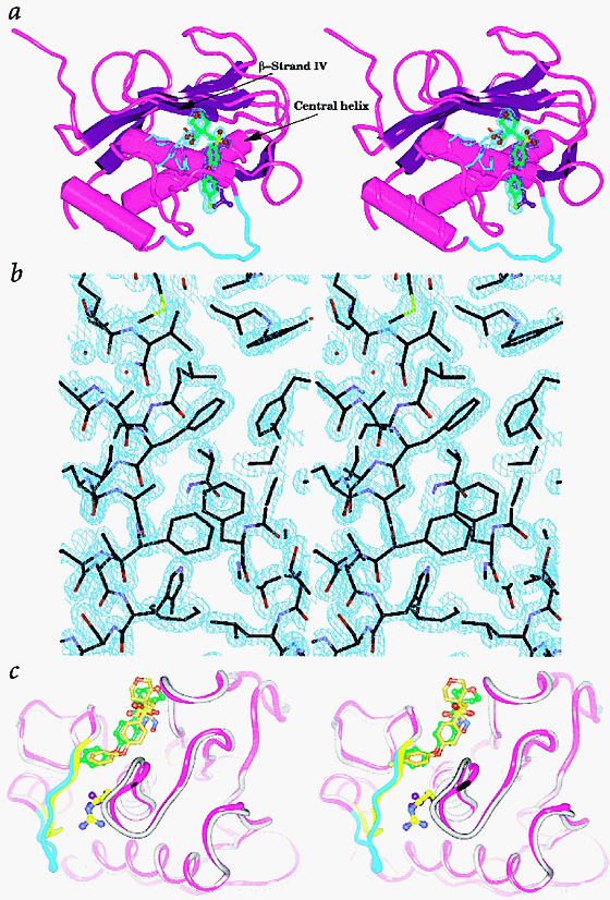 Crystal structures of MMP-1 and -13 reveal the structural basis for  selectivity of collagenase inhibitors | Nature Structural & Molecular  Biology