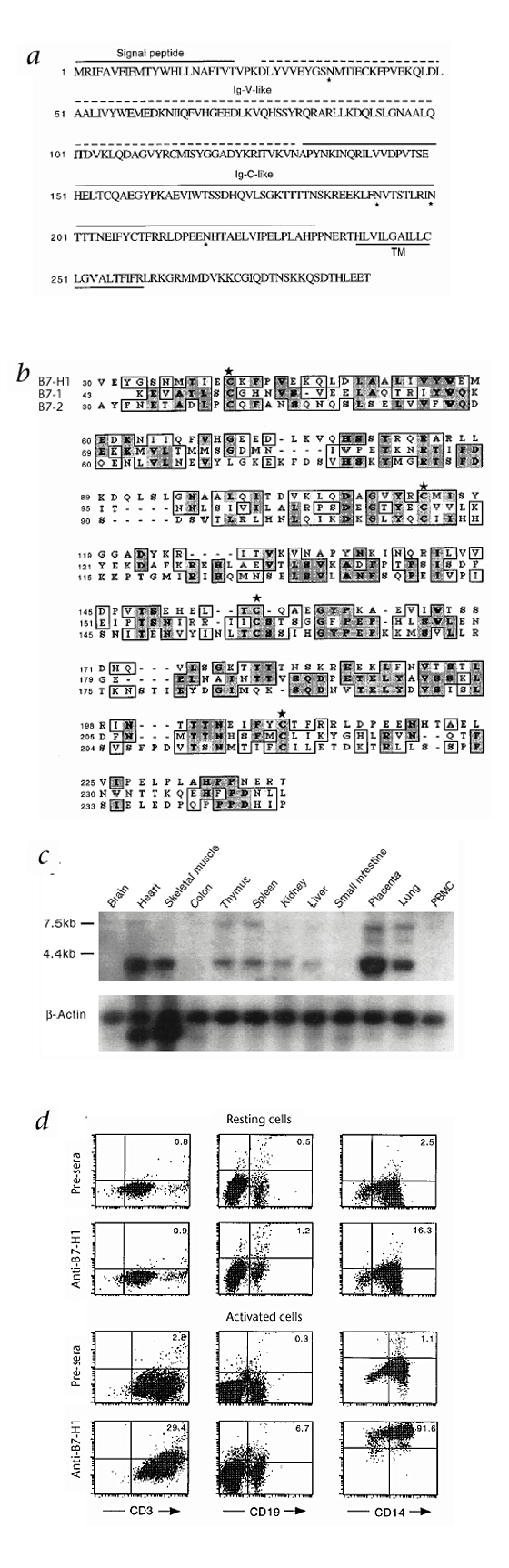 H1 A Third Member Of The Family Co Stimulates T Cell Proliferation And Interleukin 10 Secretion Nature Medicine