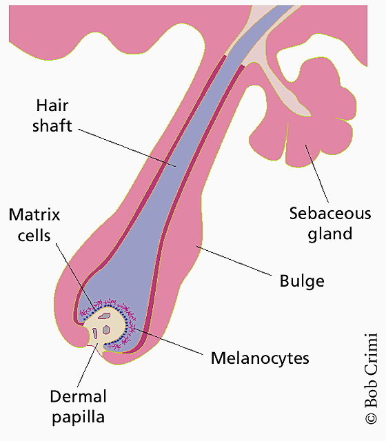 The hair follicle as a gene therapy target | Nature Biotechnology The hair follicle as a gene therapy target | Nature Biotechnology