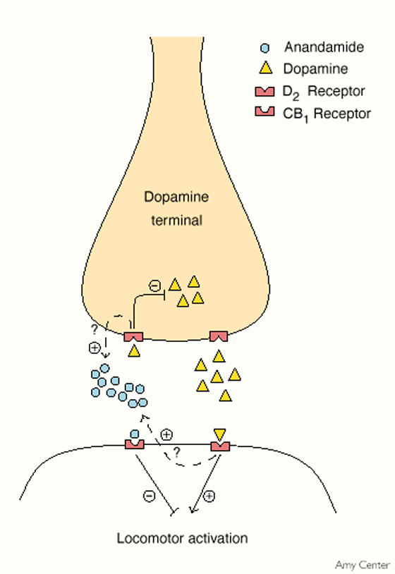 Anandamida (ANA) ou N-araquidonoyletanolamina (AEA) é um neurotransmis