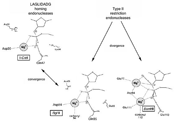 Restriction Endonucleases One Of These Things Is Not Like The Others Nature Structural Molecular Biology