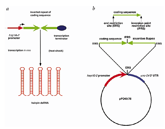 Heritable And Inducible Genetic Interference By Double Stranded Rna Encoded By Transgenes Nature Genetics Heritable And Inducible Genetic Interference By Double Stranded Rna Encoded By Transgenes Nature Genetics