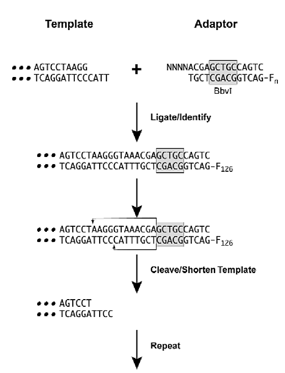 Gene Expression Analysis By Massively Parallel Signature Sequencing Mpss On Microbead Arrays Nature Biotechnology Gene Expression Analysis By Massively Parallel Signature Sequencing Mpss On Microbead Arrays Nature Biotechnology