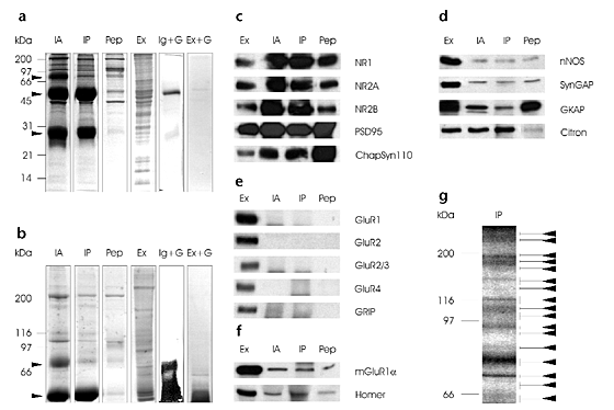Proteomic Analysis Of Nmda Receptor Adhesion Protein Signaling Complexes Nature Neuroscience