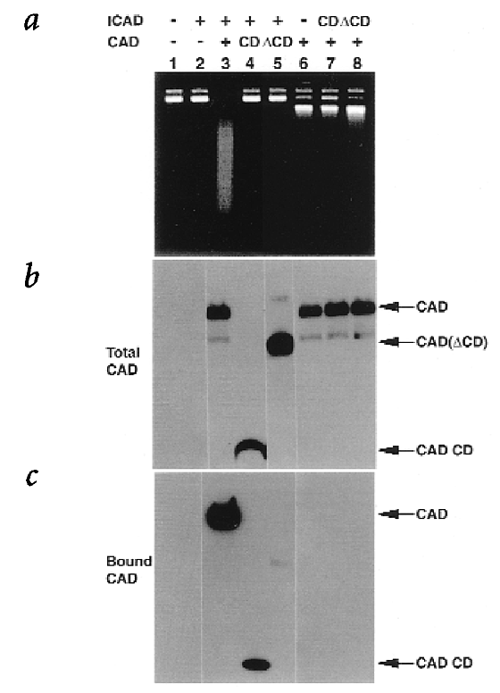 icad measurements