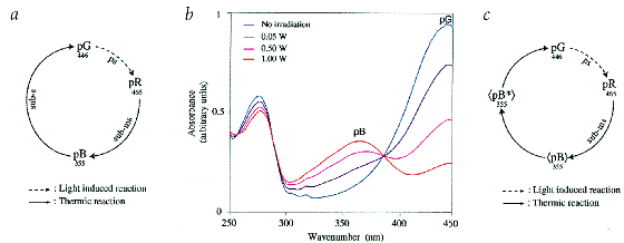 Structural And Dynamic Changes Of Photoactive Yellow Protein During Its Photocycle In Solution Nature Structural Molecular Biology