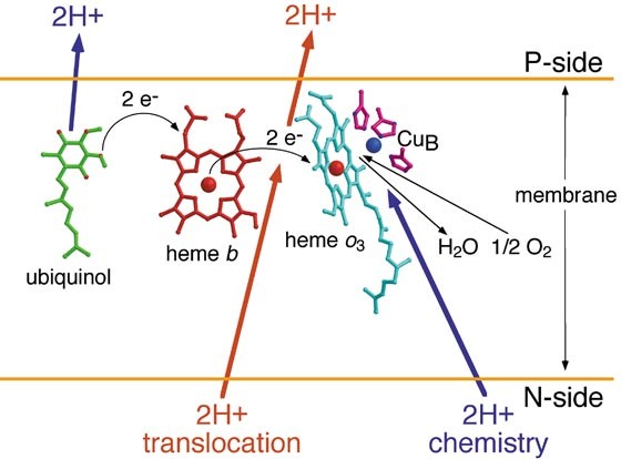 The Structure Of The Ubiquinol Oxidase From Escherichia Coli And Its Ubiquinone Binding Site Nature Structural Molecular Biology