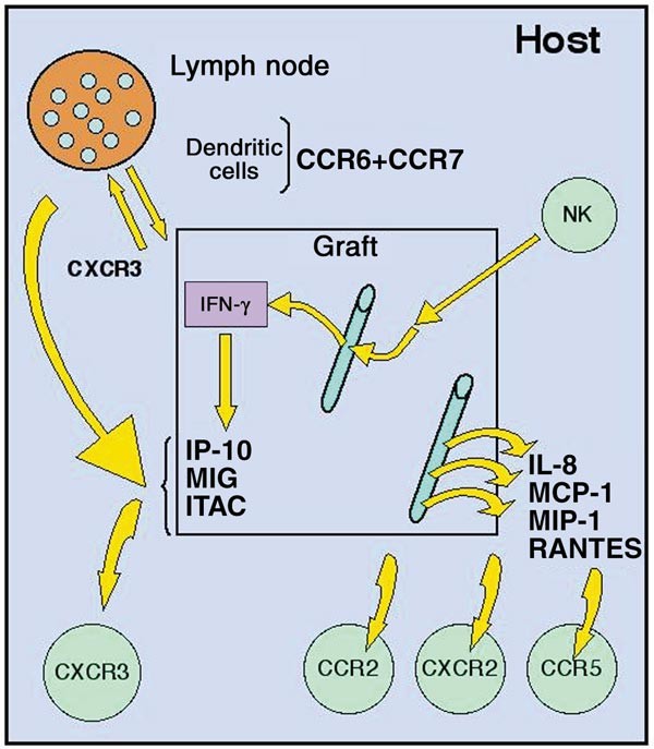 Elevated Circulating Levels of C-C Chemokines in Patients With Congestive  Heart Failure