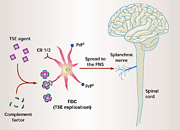 A role for complement in transmissible spongiform encephalopathies | Nature Medicine