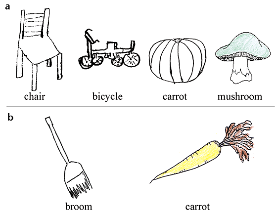 The Dissociation Of Color From Form And Function Knowledge